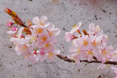 桜開花1