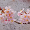 桜開花1