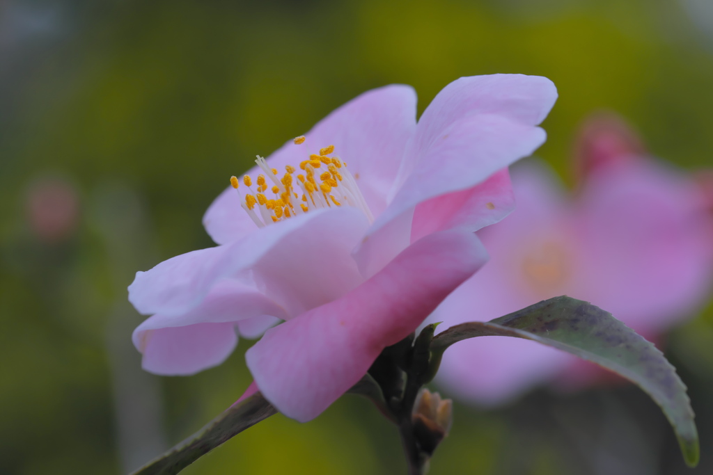 山茶花、咲く