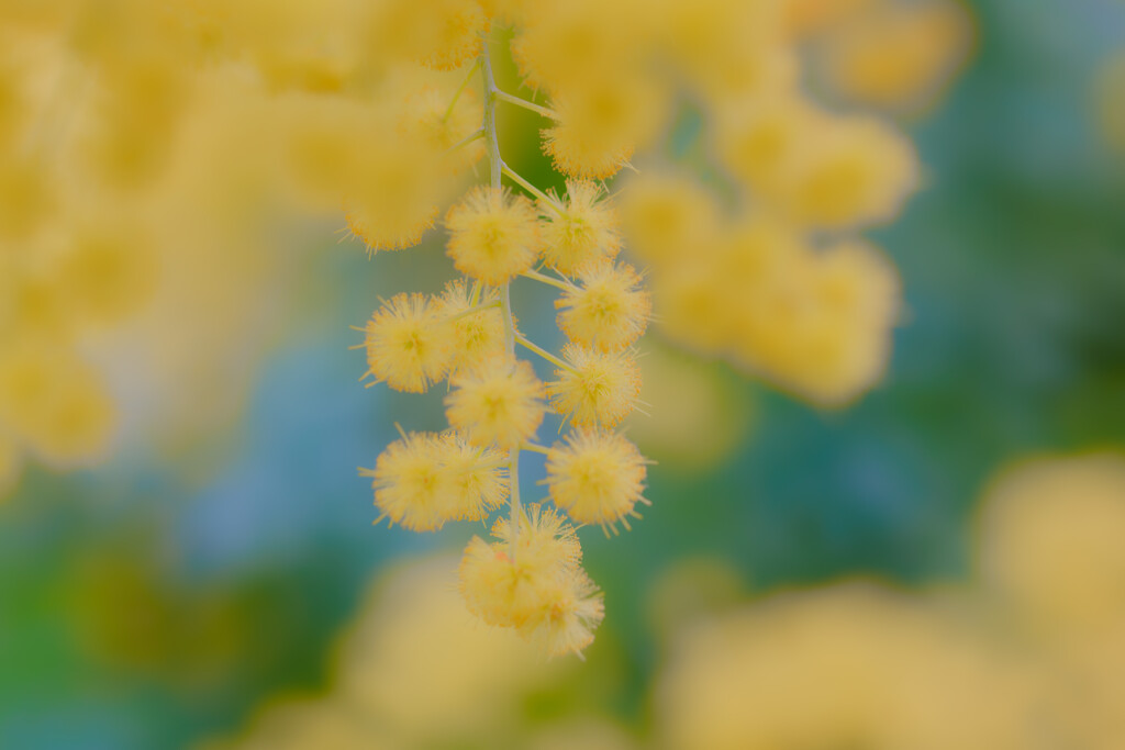 Tiny spring　待ち遠しい春