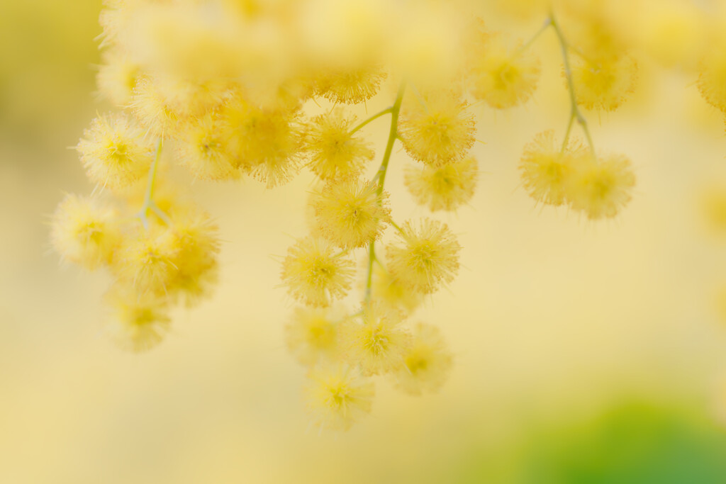 mimosa`s flowers