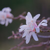 春がやってくる