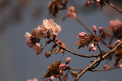 桜　開花