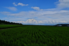 田園