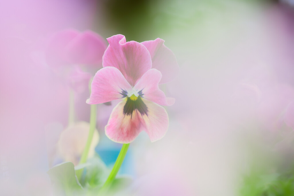 Viola's flower
