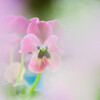 Viola's flower