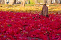過ぎ去った秋の一日