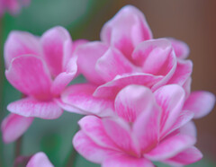 Cyclamen　blossom