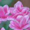 Cyclamen　blossom