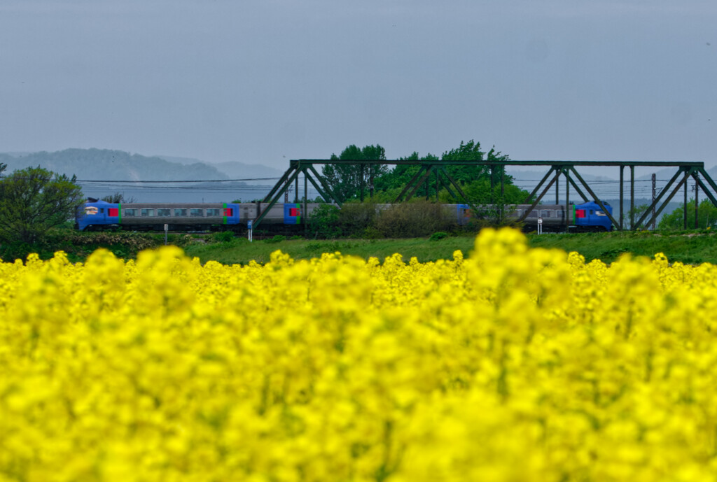 菜の花畑と鉄道