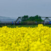 菜の花畑と鉄道