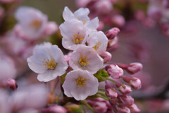 桜,咲き始める