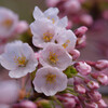 桜,咲き始める