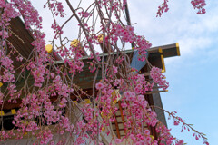 近所の神社としだれ桜