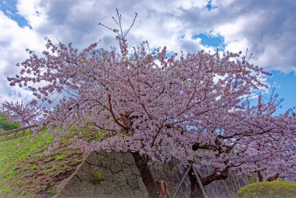 桜花と城壁