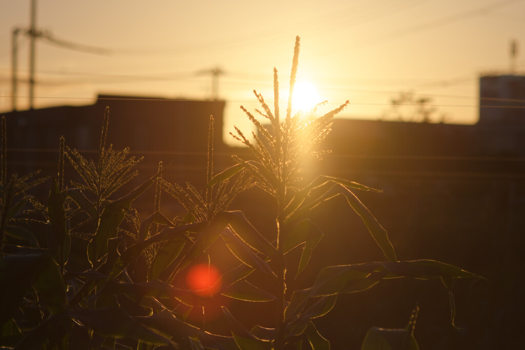 夕暮れ