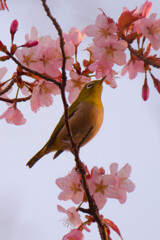 さくら真っ盛り