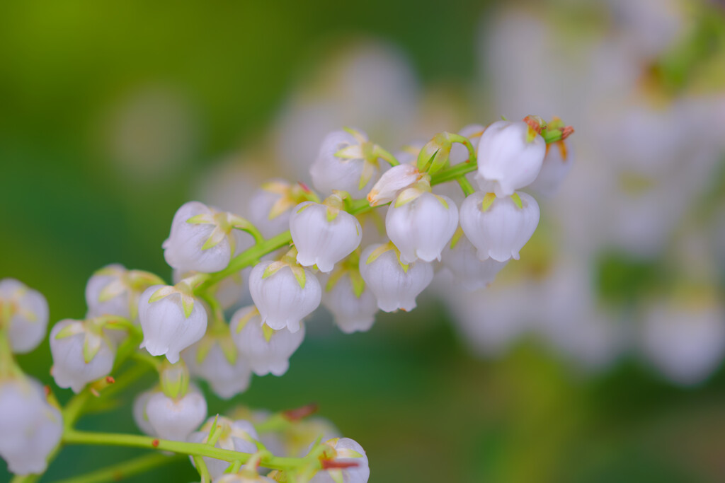 馬酔木の花