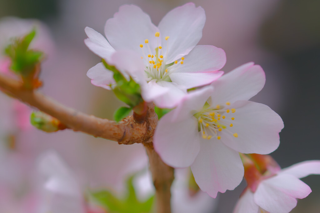 チシマ桜のはな