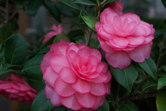 小さな春