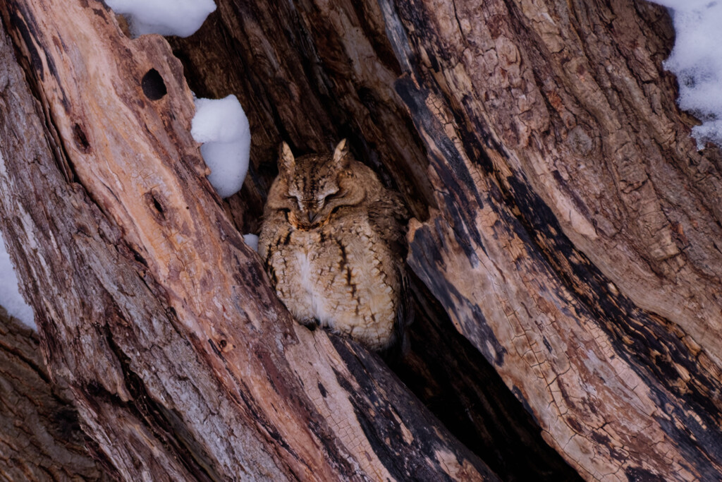 森の生き物たち2