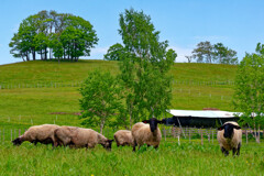 草原の牧羊