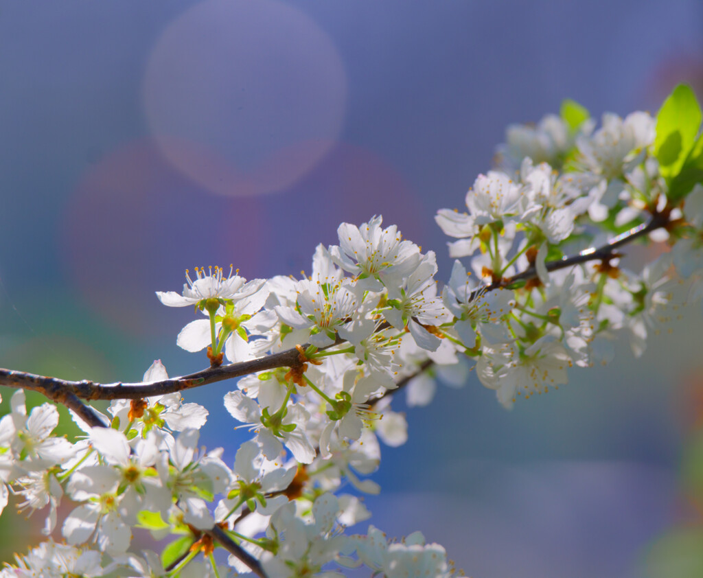 Cherry blossoms
