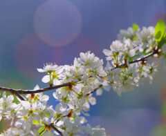Cherry blossoms