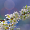 Cherry blossoms