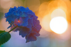 夕暮れの紫陽花