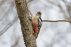 春を告げる鳥たち1