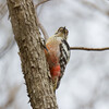 春を告げる鳥たち1