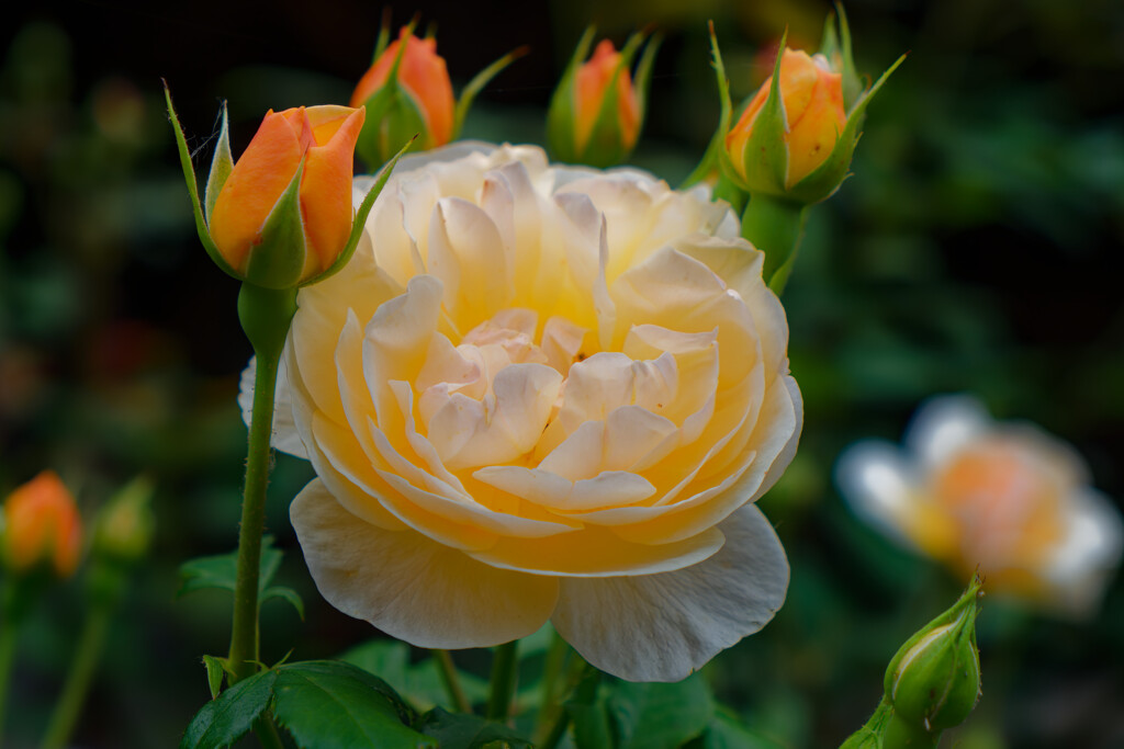 薔薇を見に行く1