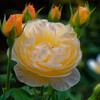 薔薇を見に行く1