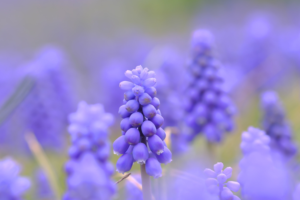 ムスカリの花