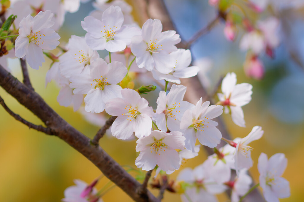 温室の中の桜