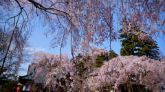 お寺の桜