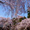 お寺の桜