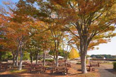 秋の公園