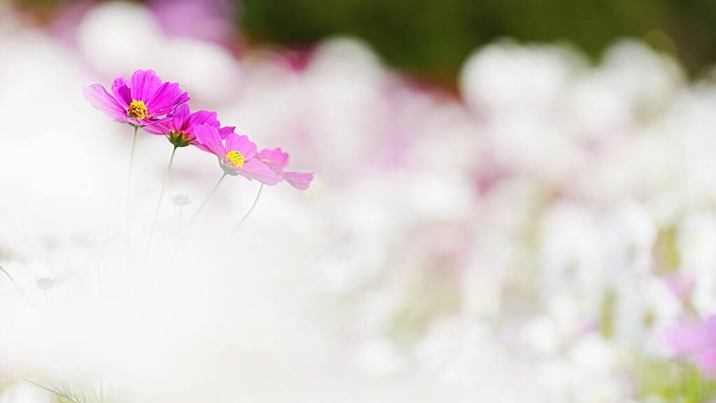 秋桜02
