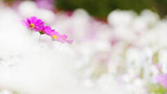 秋桜02