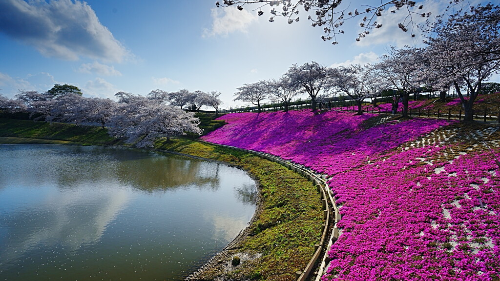 桜芝桜