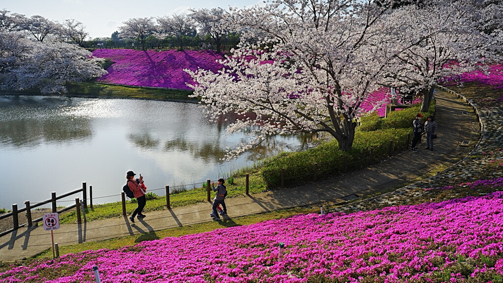 桜芝桜3