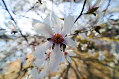 白い花