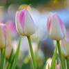 12月のチューリップ