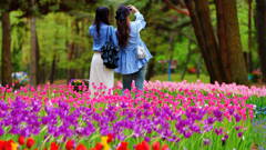 花畑