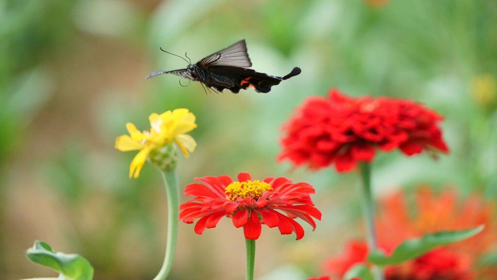 花畑飛び回る