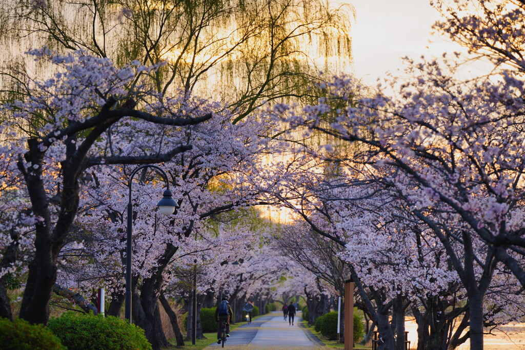 桜と柳