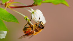 吸みつ中のハチ