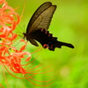 彼岸花と黒蝶